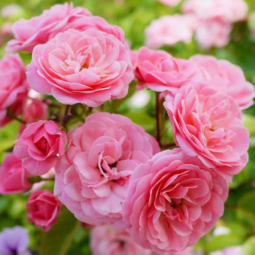 Саженцы роз Том Том (привитый) - 2-летний Черновцы - изображение 1