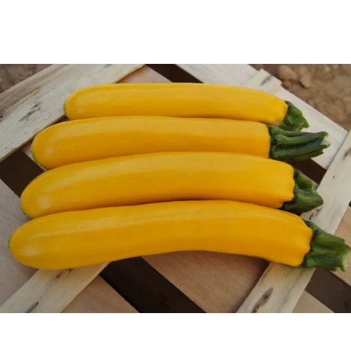 Кабачок Голден Глорі F1 жовтий 5шт Професійне насіння Житомир - изображение 1
