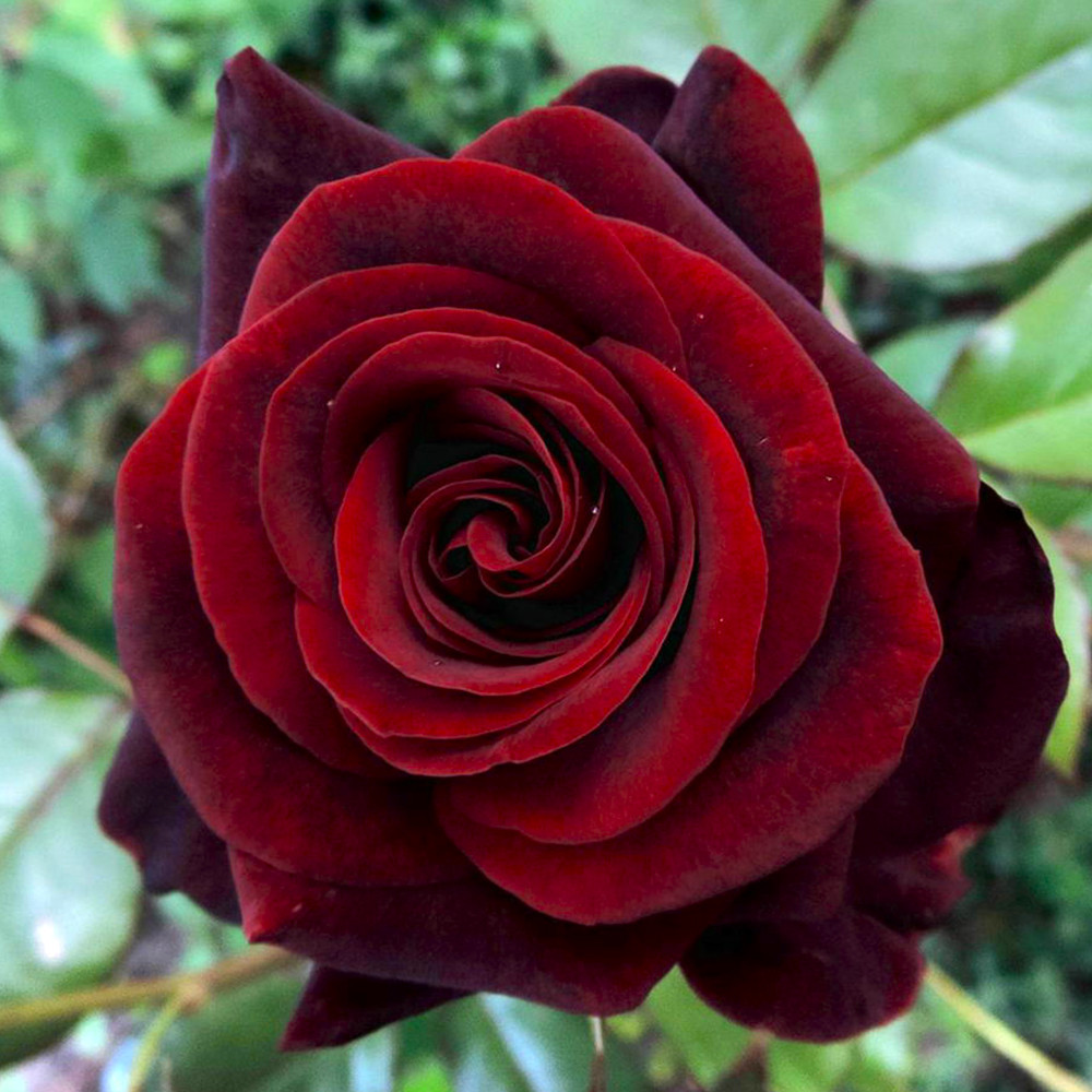 Саджанці чайно-гібридних троянд Чорна Магія (привитий) Чернівці - фото 1