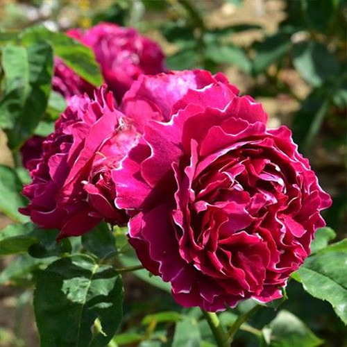 Саджанці троянд Барон Жирон Де Лайон (привитий) - 2-річний Чернівці - фото 1