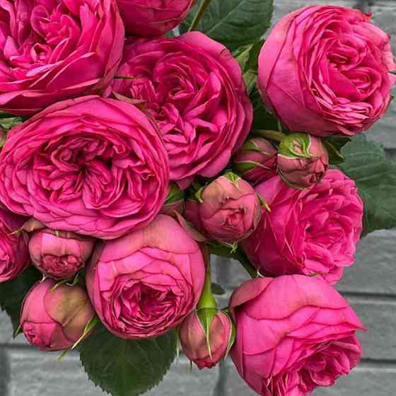 Саженцы английских пионовидных роз Пинк Пиано (привитый) Черновцы