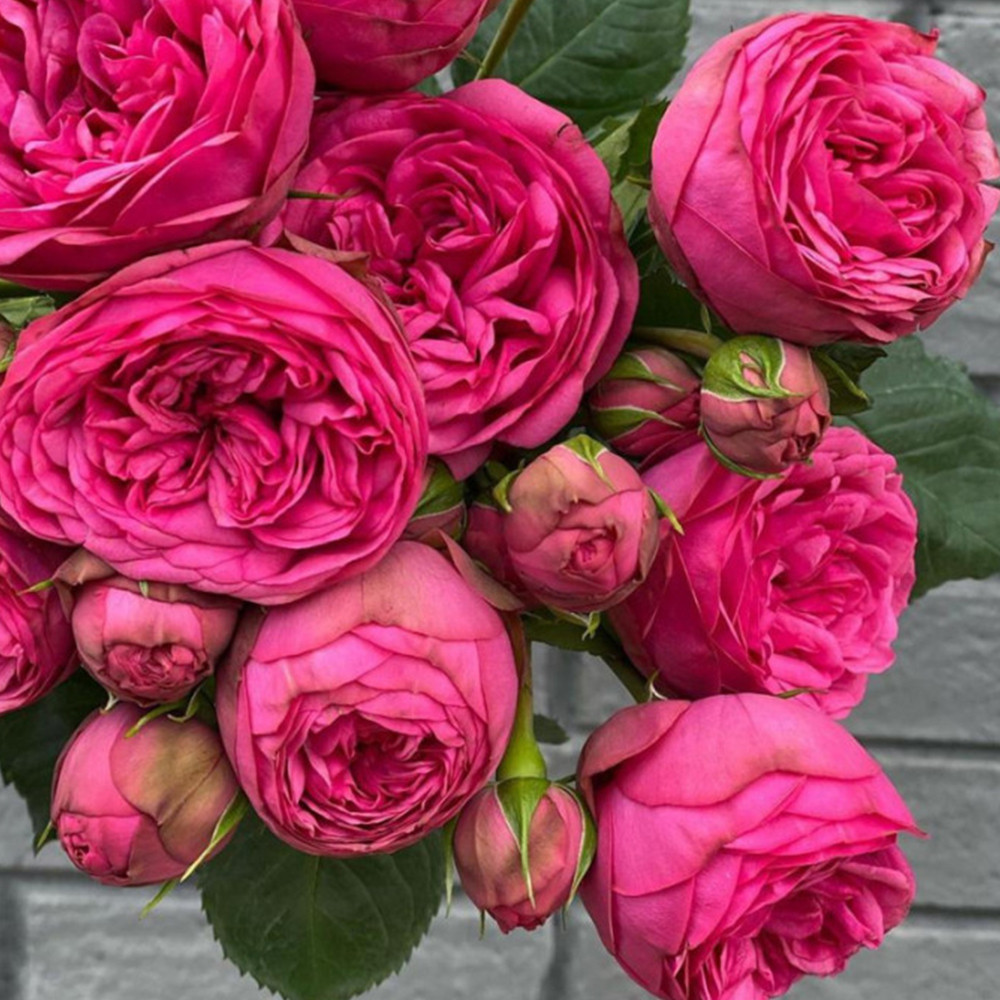 Саженцы английских пионовидных роз Пинк Пиано (привитый) Черновцы - изображение 3