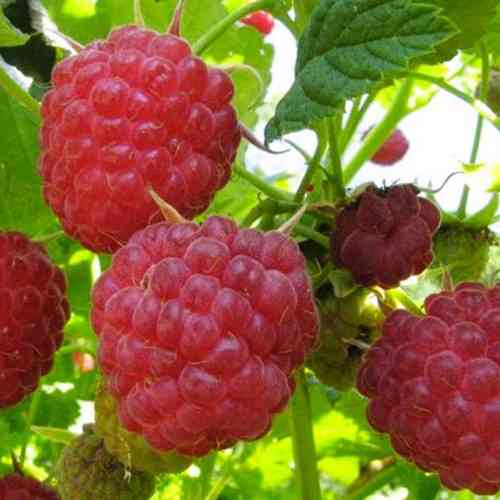 Саджанці малини Марія (черенкований) - 1-річний Чернівці