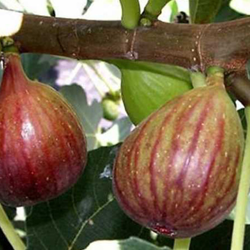 Саджанці інжиру Браун Турке (черенкований) - 2-річний Чернівці - фото 1