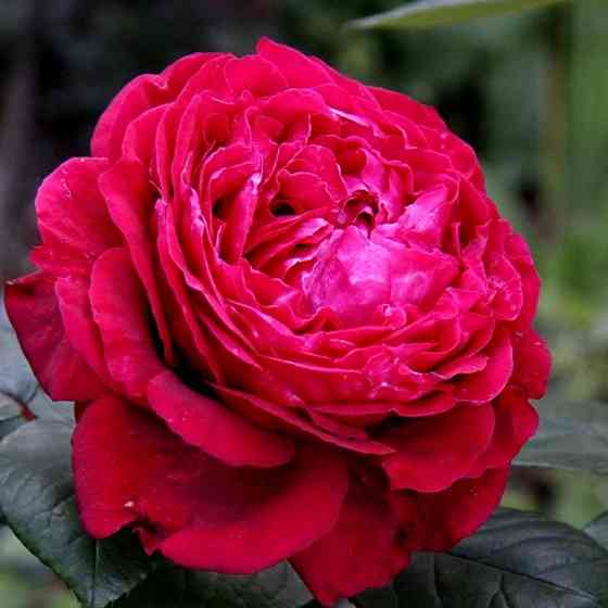 Саженцы роз флорибунда 4-х Ветров (привитый) Черновцы