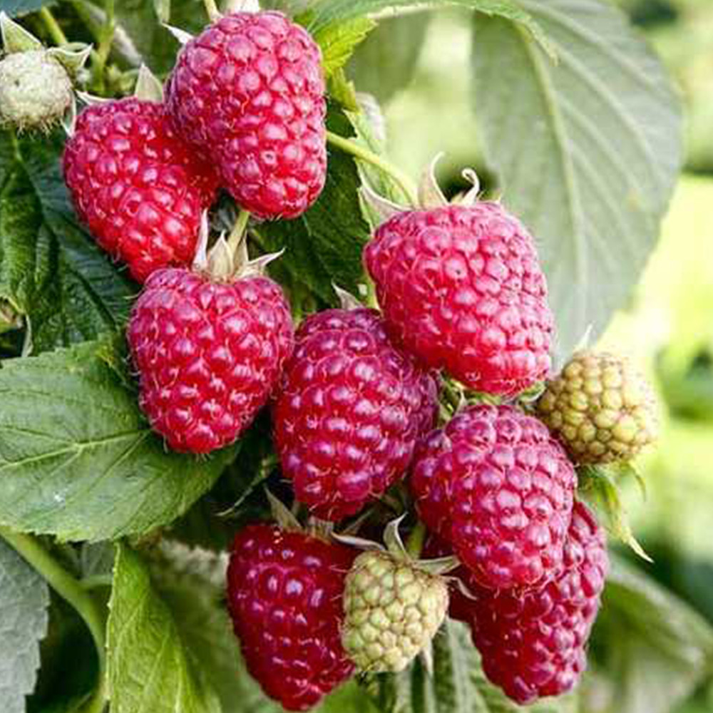 Саджанці малинового дерева Галактика (черенкований) - 2-річний Чернівці - фото 3