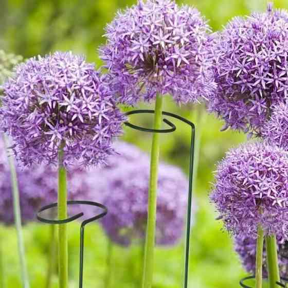 Набор опор 3 штуки для комнатных и садовых растений с кольцоми для поддержки, цветов, рассады размер 39х4 см Каменец-Подольский