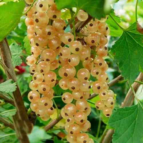 Саженцы смородины на штамбе Снежана (привитый) - 2-летний Черновцы