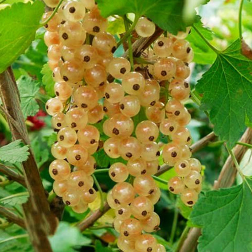 Саженцы смородины на штамбе Снежана (привитый) - 2-летний Черновцы - изображение 1