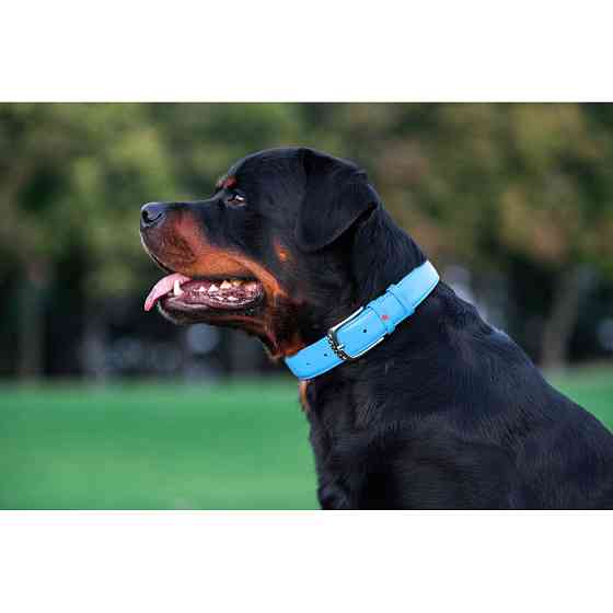 Нашийник для собак шкіряний WAUDOG Glamour з QR паспортом, без прикрас, L, Ш 25 мм, Дов 38-49 с Коломыя