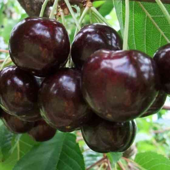 Саджанці черешні Донецьке Вугілля (привитий) - 2-річний Чернівці