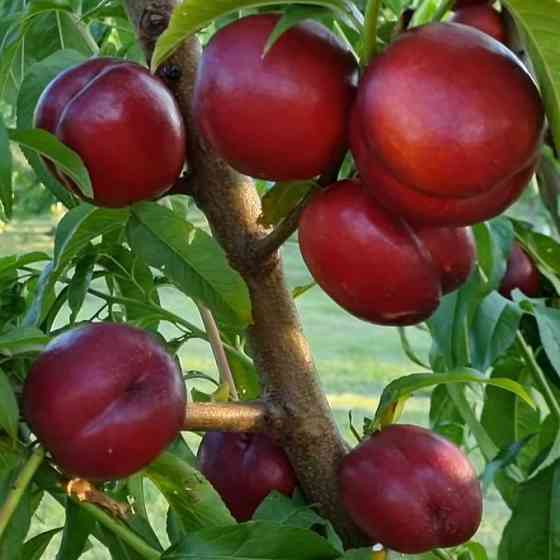 Саженцы нектарина Экстрим Бьюти (привитый) - 1-летний Черновцы