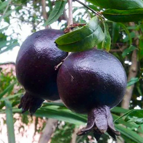 Саженцы граната Восьмая Пуля (черенкованный) - 2-летний Черновцы - изображение 1