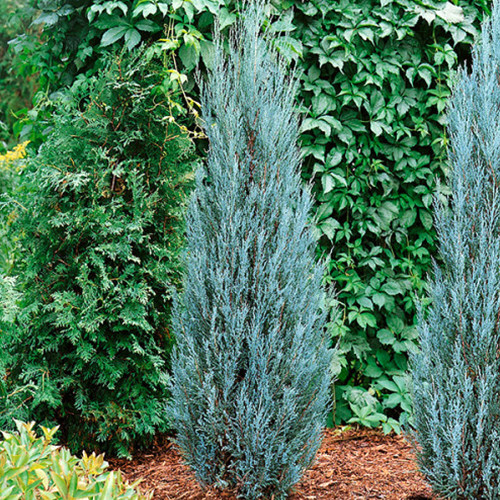 Саджанці ялівцю Блакитна Стріла (черенкований) - 3-річний Чернівці - фото 1