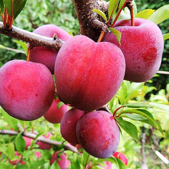 Саженцы диплоидной сливы Оцарк Премьер (привитый) - 1-летний Черновцы