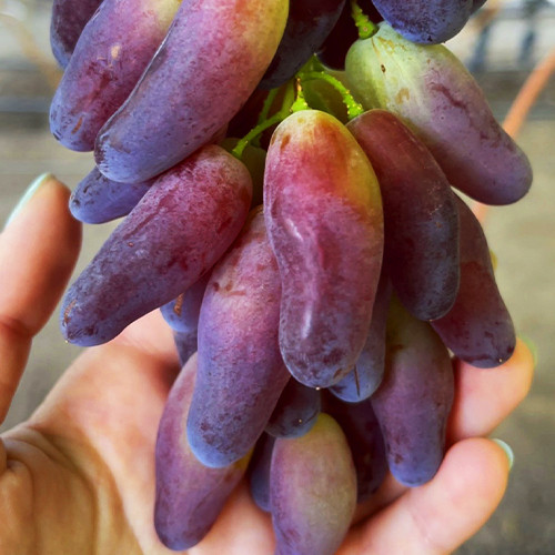 Cаджанці винограду Краса Дніпра (черенкований) - 1-річний Чернівці - фото 1