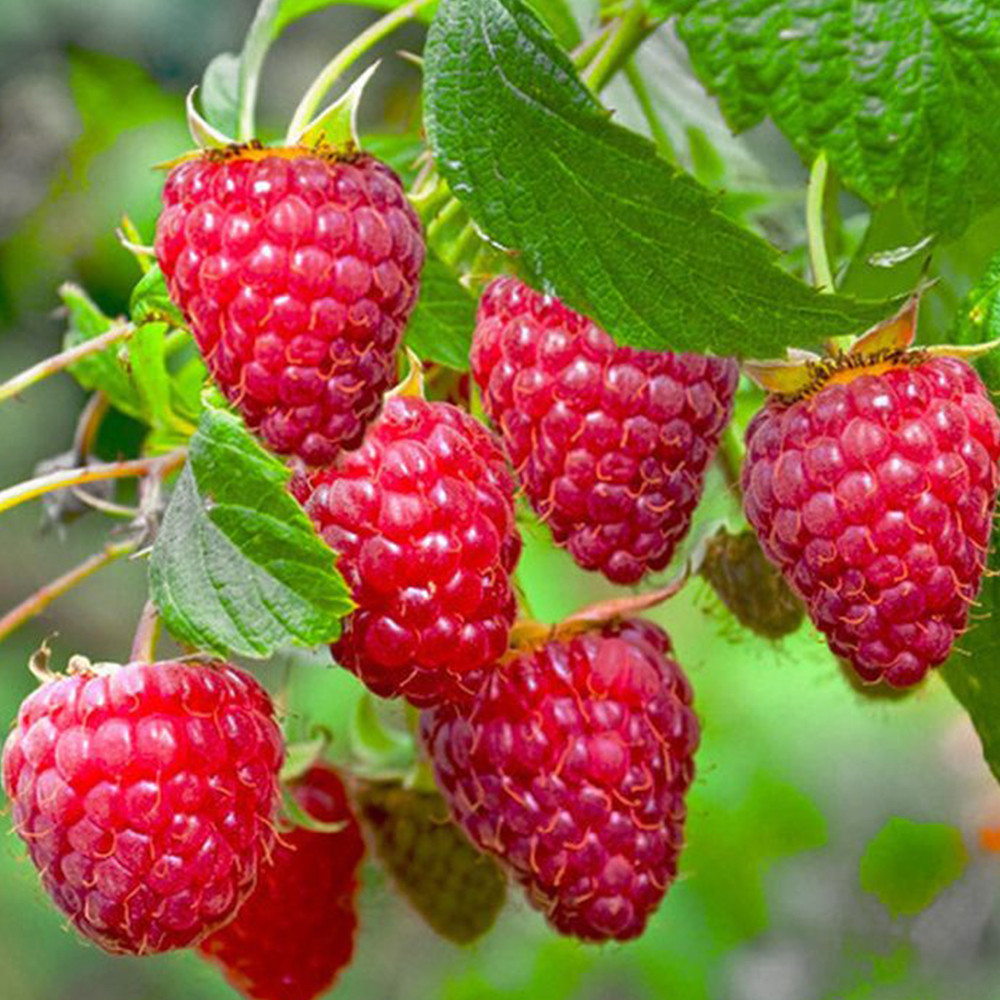 Саджанці малини Полана Чернівці - фото 2