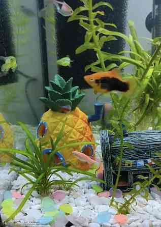 Декор для аквариума Дом Губки Боба с мультфильма аквариумный пейзаж разм 11,5 на 8,5 на 8,5 см оранжевый смола Киев