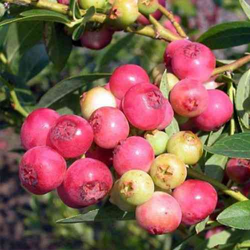 Саджанці лохини Пінк Беррі (черенкований) - 4-річний Чернівці