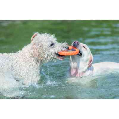 Игрушка для собак Trixie Кольцо плавучее Для водных развлечений Термопластическая резина 17 см (4047974334430) Винница