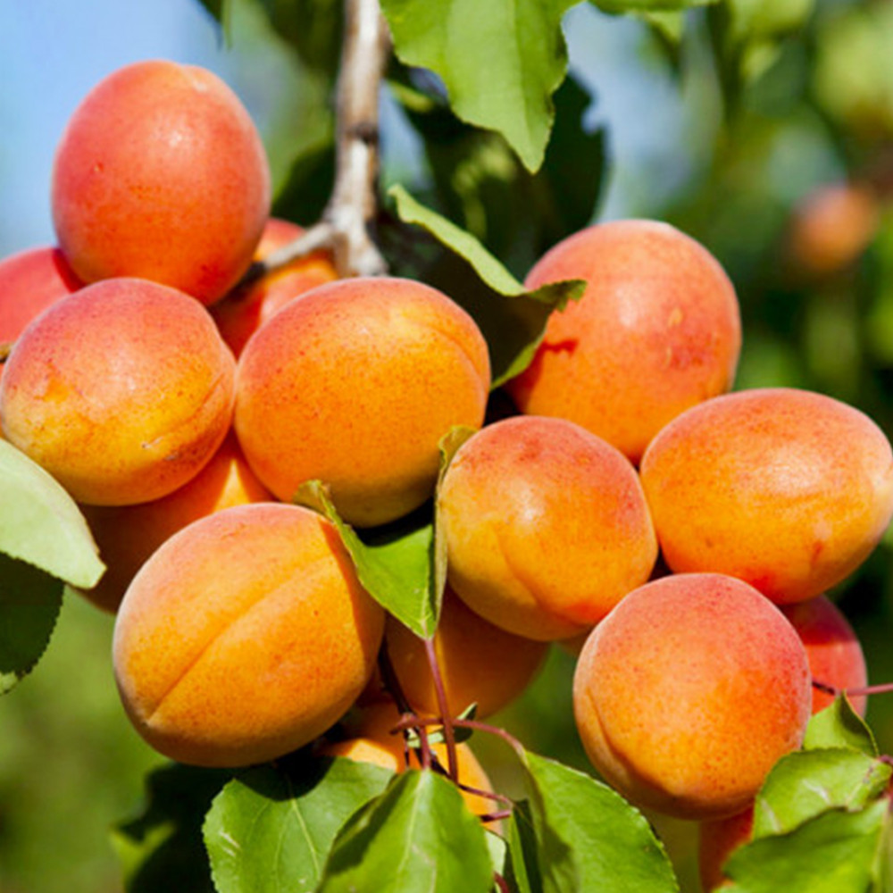 Саджанці абрикоса Харгранд (привитий) - 2-річний Чернівці - фото 1