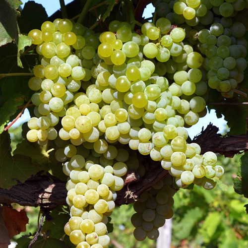 Cаджанці винограду Спартанець (черенкований) - 2-річний Чернівці - фото 1