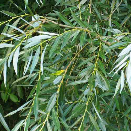 Саженцы декоративной ивы Остролистная (черенкованная) - 1-летний Черновцы