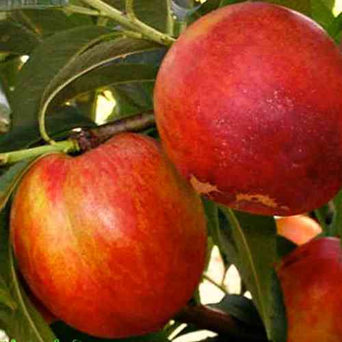 Саджанці нектарину Рубіновий 8 (привитий) - 2-річний Чернівці