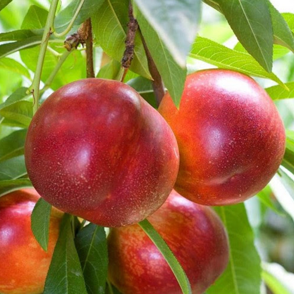 Саженцы нектарина Фэнтези (привитый) - 1-летний Черновцы - изображение 3