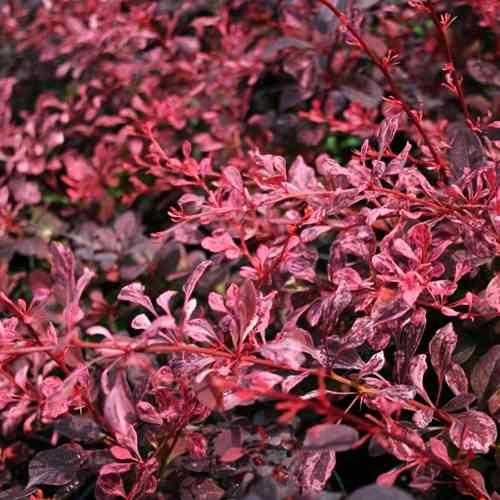 Саженцы барбариса Натхнение (черенкованный) - 1-летний Черновцы