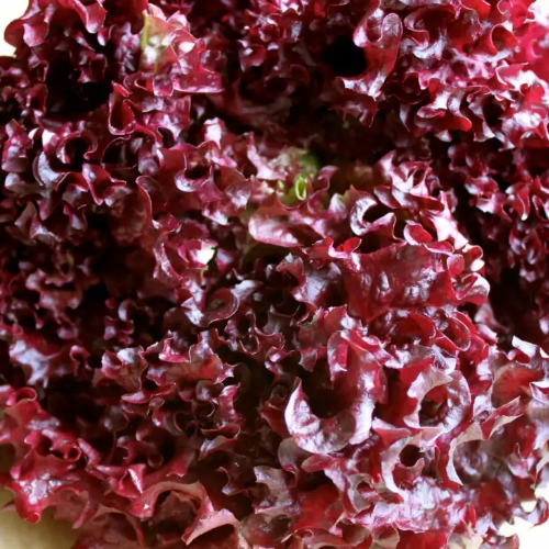 Салат Лолло росса 1гр Смачний Житомир - фото 3