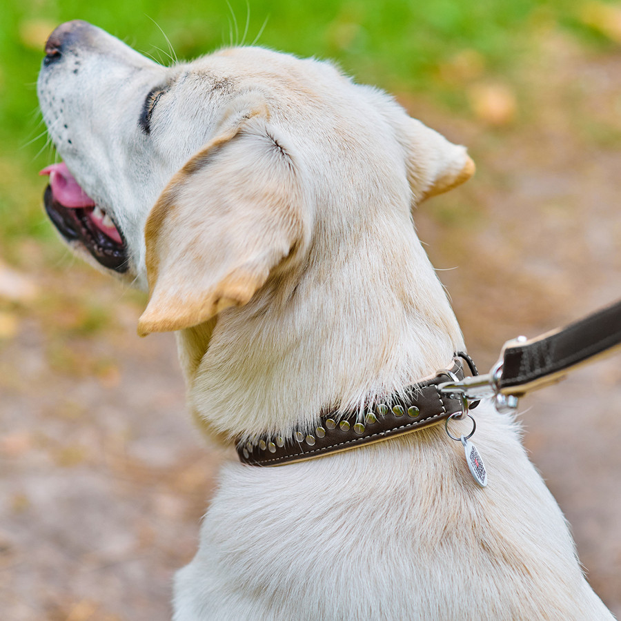 Нашийник для собак шкіряний WAUDOG Soft з QR паспортом, металічні прикраси, Ш 25 мм, Дов 38-49 Коломыя - изображение 2