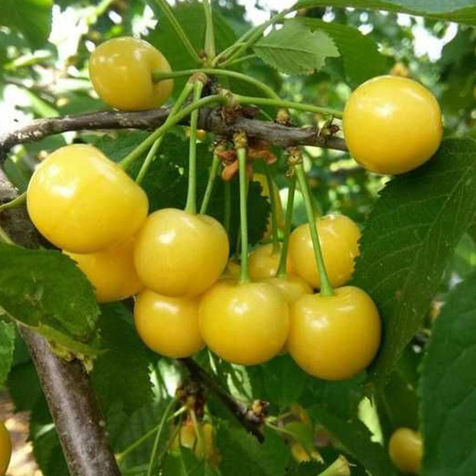 Саджанці черешні Старк Голд (привитий) - 1-річний Чернівці - фото 1