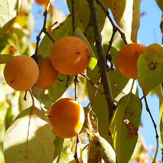 Саженцы хурмы Виргинская (сеянец) - 1-летний Черновцы