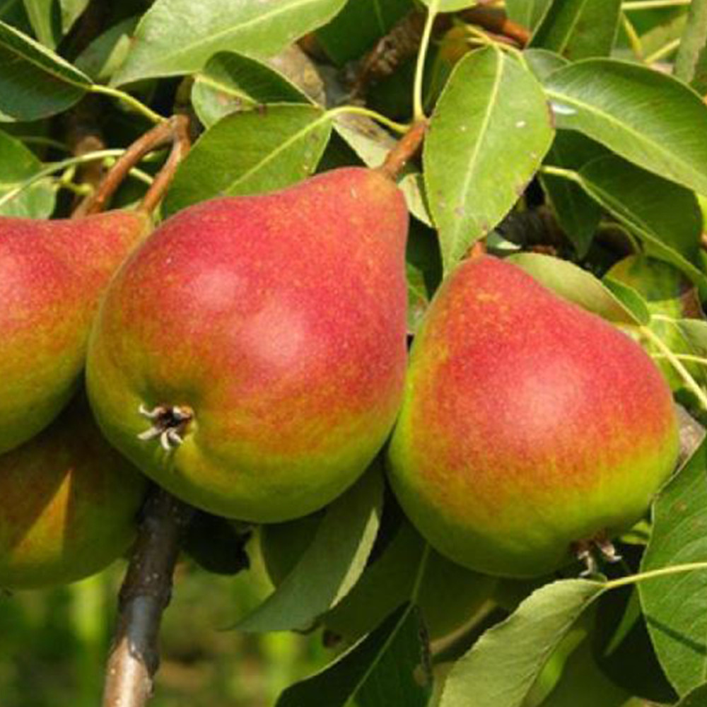 Саджанці груші Улюблениця Клаппа (привитий) - 1-річний Чернівці - фото 2