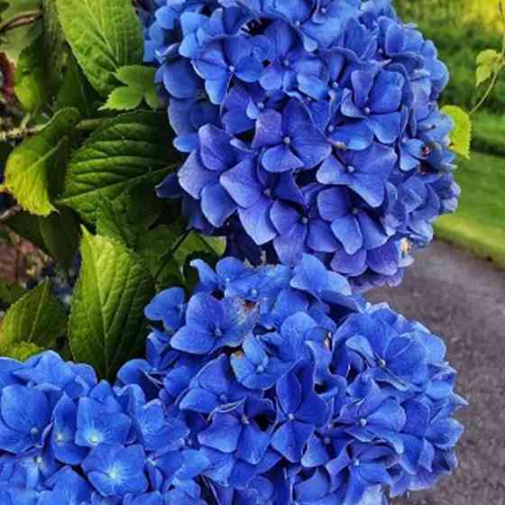 Саженцы гортензии NIKKO BLUE (черенкованный) Черновцы
