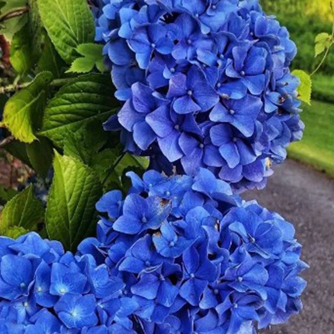 Саджанці гортензії Nikko Blue (черенкований) Чернівці - фото 1