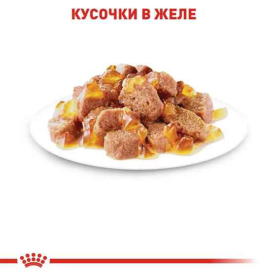 Royal Canin Intense Beauty Jelly (Роял Канін Інтенс Б'юті) вологий корм для кішок для шкіри та шерсті від 12 міс. 0.085 кг. х 12 шт. Запоріжжя
