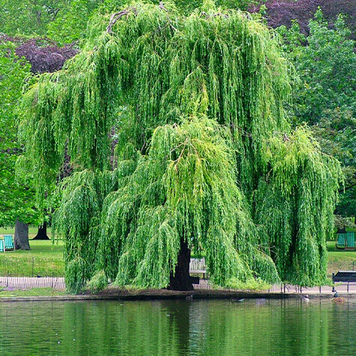 Саженцы декоративной ивы Прутовидная (черенкованная) - 2-летний Черновцы - изображение 1