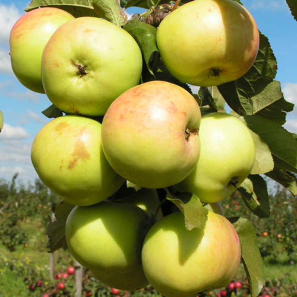 Саджанці колоновидної яблуні Малюха (привитий) Чернівці - фото 2