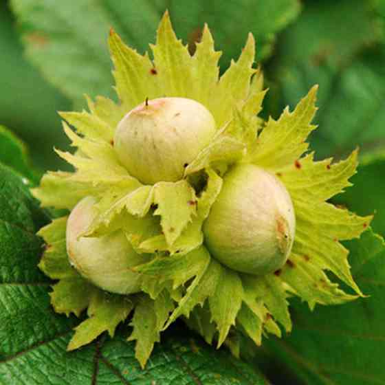 Саженцы фундука Морозовский (отводок) - 2-летний Черновцы