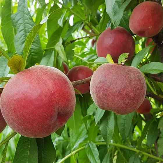 Саженцы персика Шугар Тайм (привитый) - 1-летний Черновцы