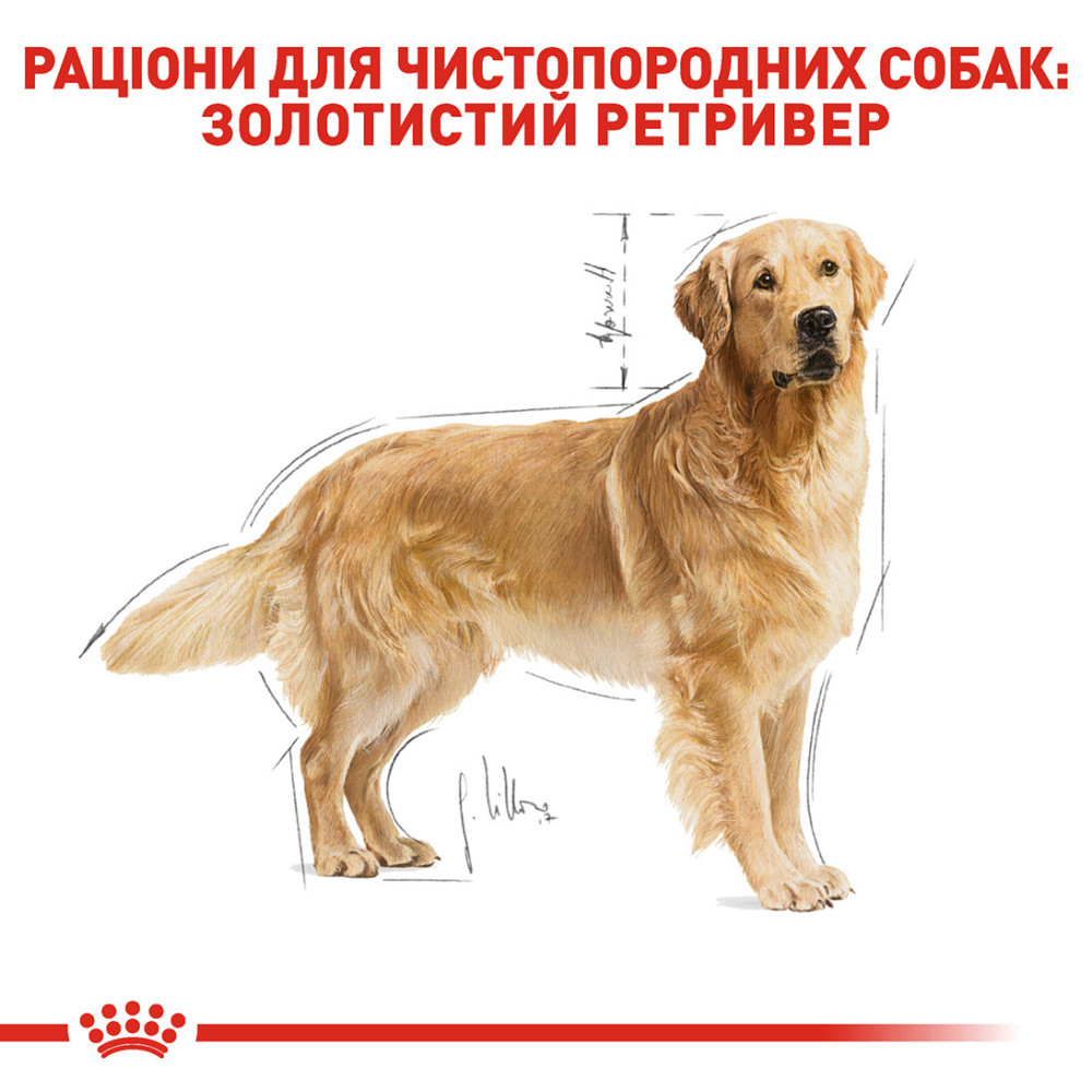 Корм для взрослых собак породы Золотистый ретривер ROYAL CANIN GOLDEN RETRIEVER ADULT 12.0 кг Киев - изображение 3