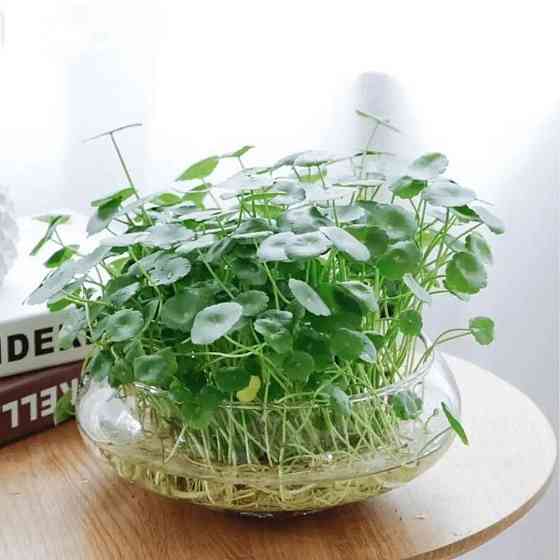 Ємність для флораріуму діаметр 15 см Чаша для флораріуму, мосаріуму, квіткових композицій 250 Одеса