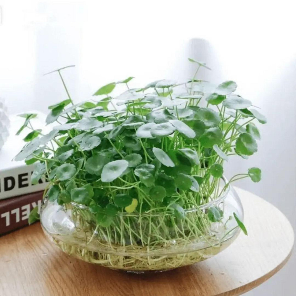 Емкость для флориума диаметр 15 см Чаша для флориума, мосариума, цветочных композиций 250 Одесса - изображение 3