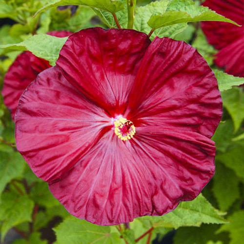 Саджанці гібіскусу Роберт Флеммінг (черенкований) - 2-річний Чернівці - фото 1