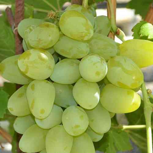 Cаджанці винограду Монарх (черенкований) - 1-річний Чернівці