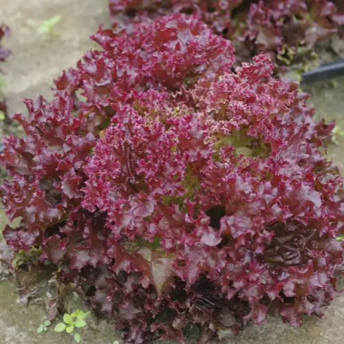 Салат Конкорд Лолло Россо червоний 30шт Професійне насіння Житомир - фото 3