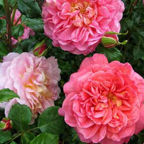 Саджанці троянд Крістофер Марлоу (привитий) - 2-річний Чернівці