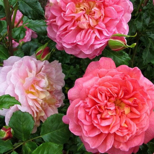 Саджанці троянд Крістофер Марлоу (привитий) - 2-річний Чернівці - фото 1